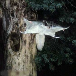flyingsquirrel